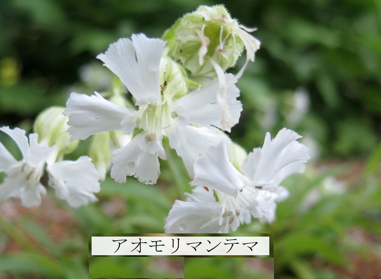 22年07月16日 ま いいか