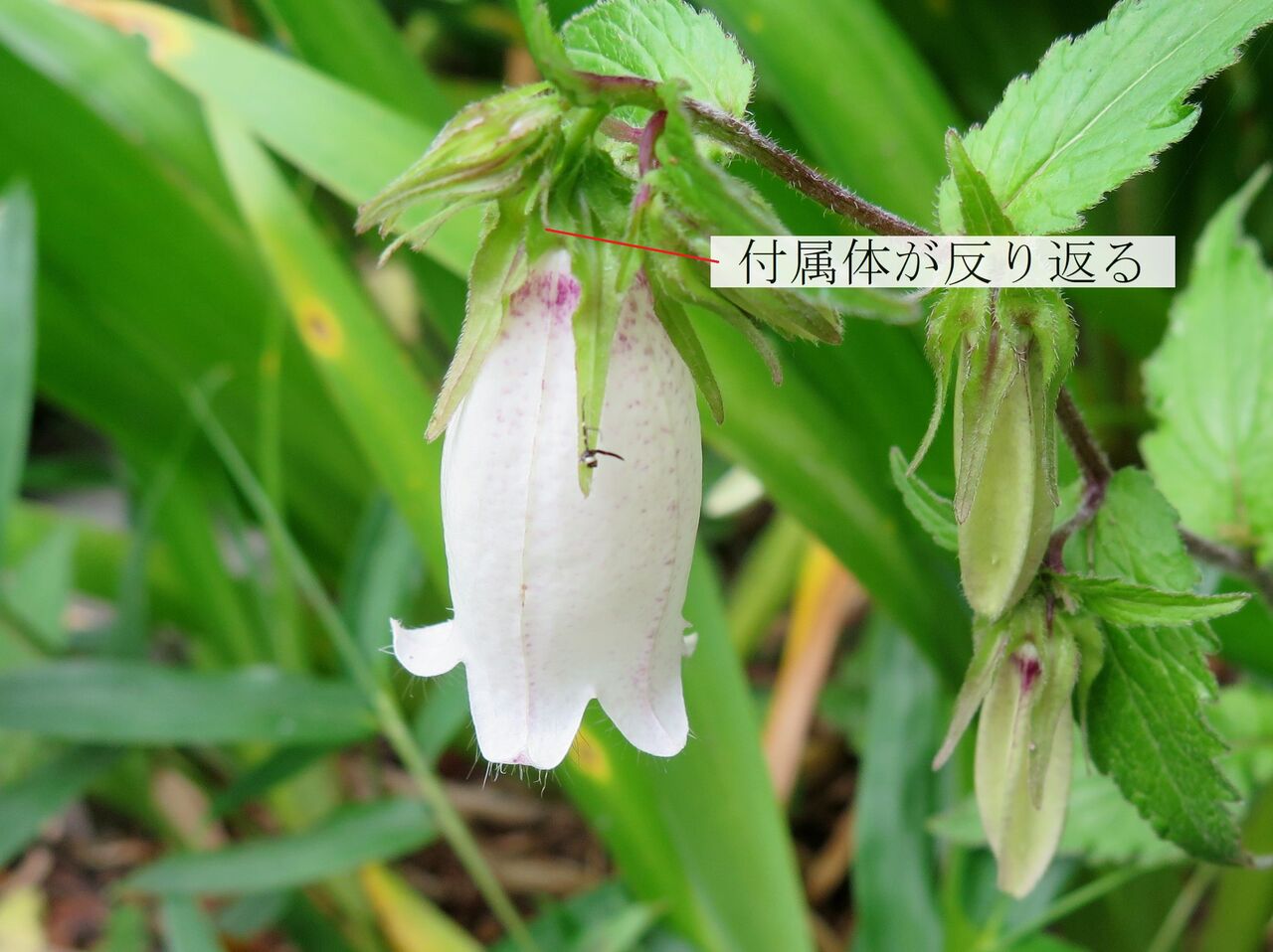 ホタルブクロ ま いいか