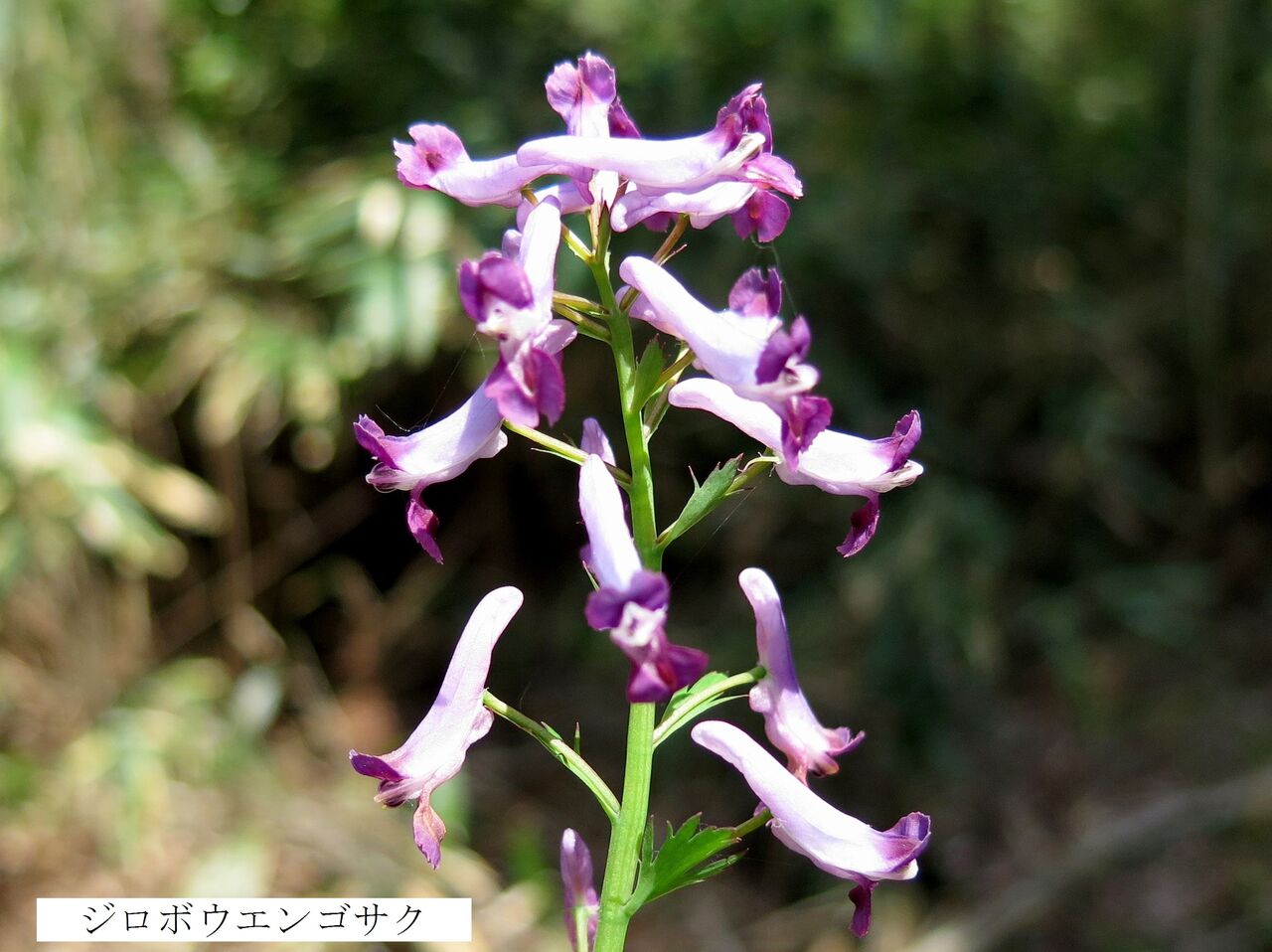 ジロボウエンゴサク ま いいか