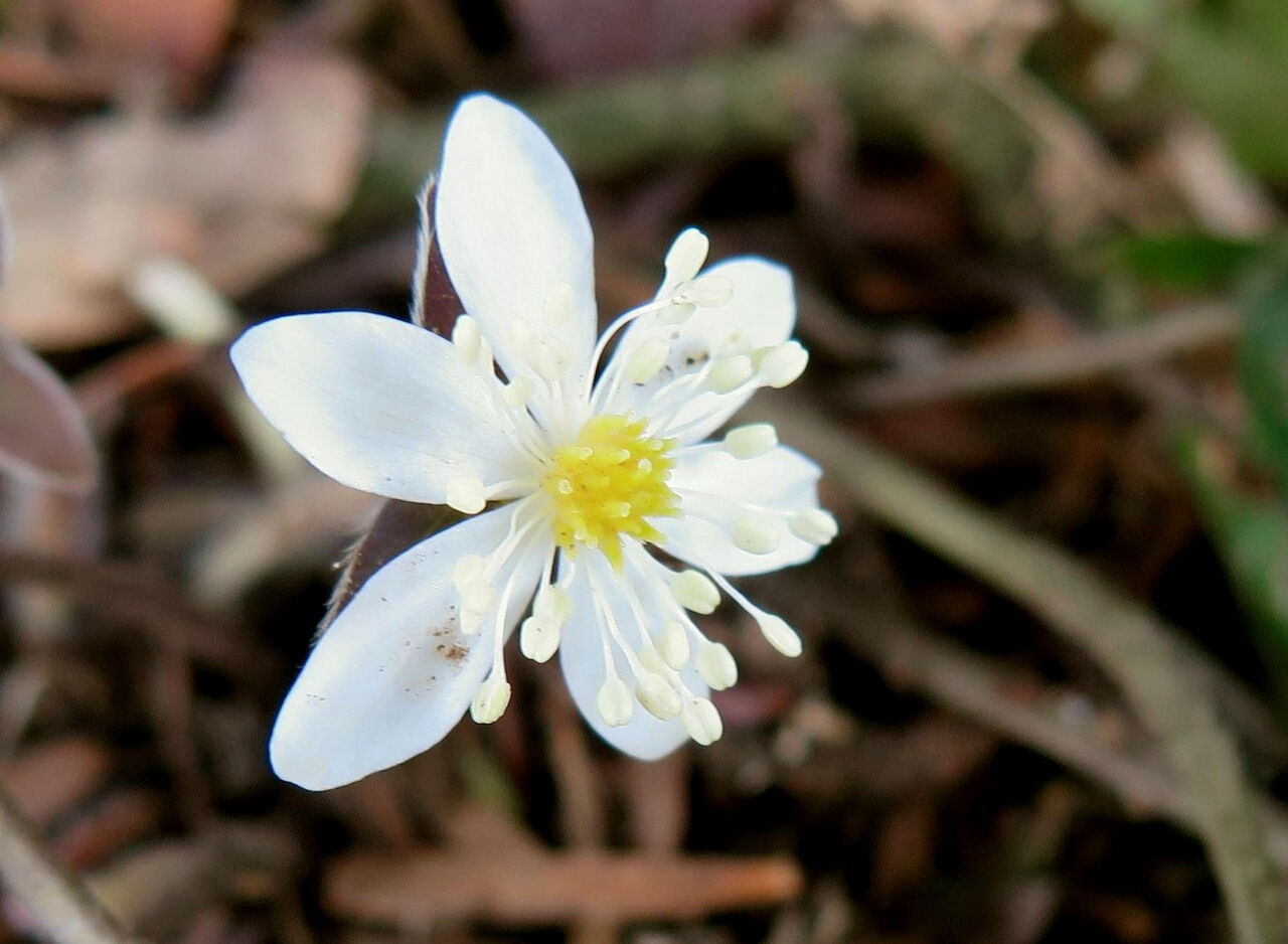 ミツバオウレン ま いいか