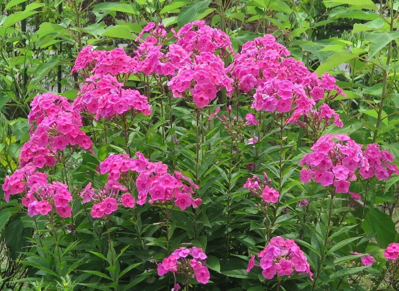 フロックス ま いいか フロックス ま いいか