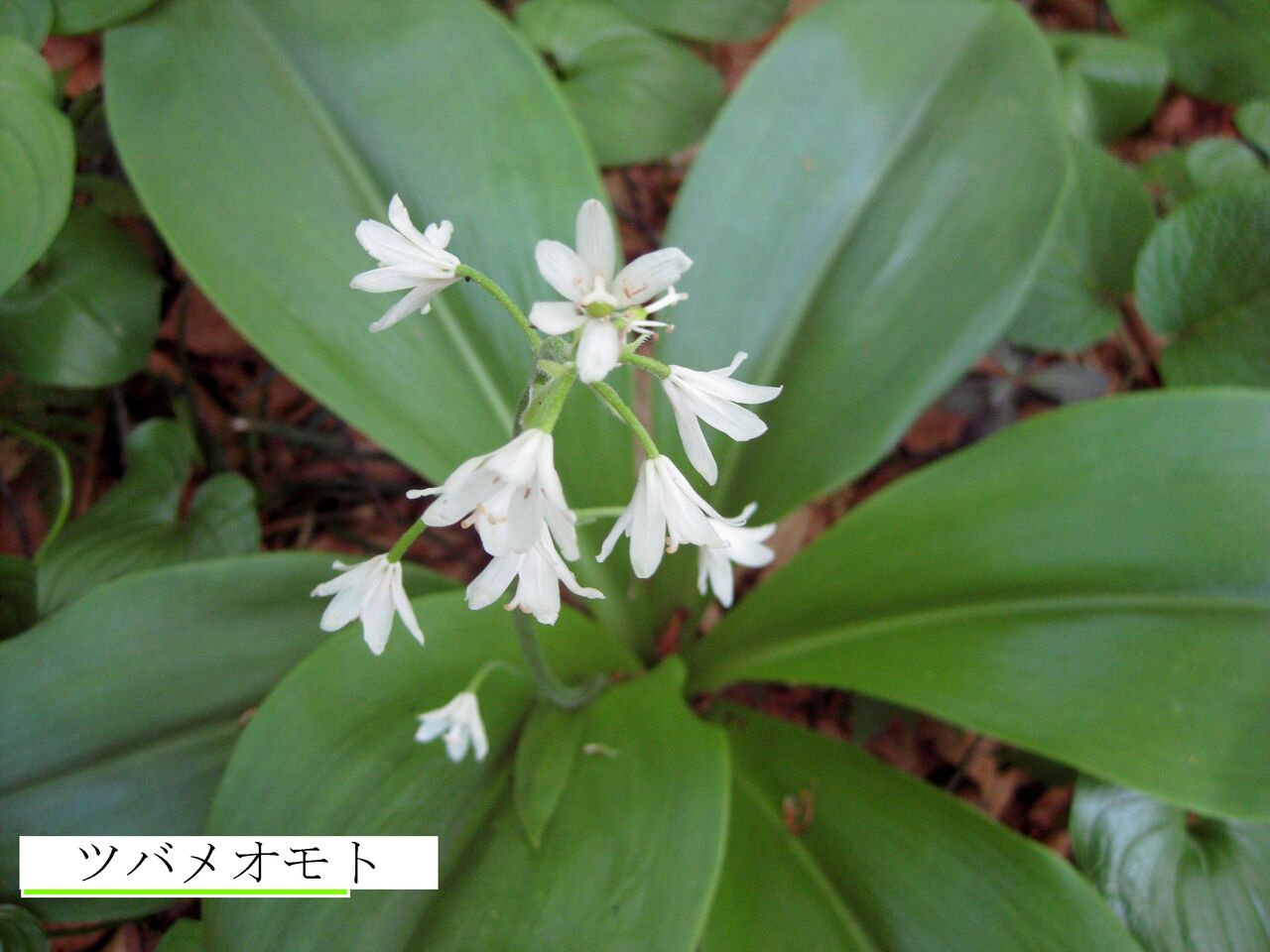 ツバメオモト ま いいか