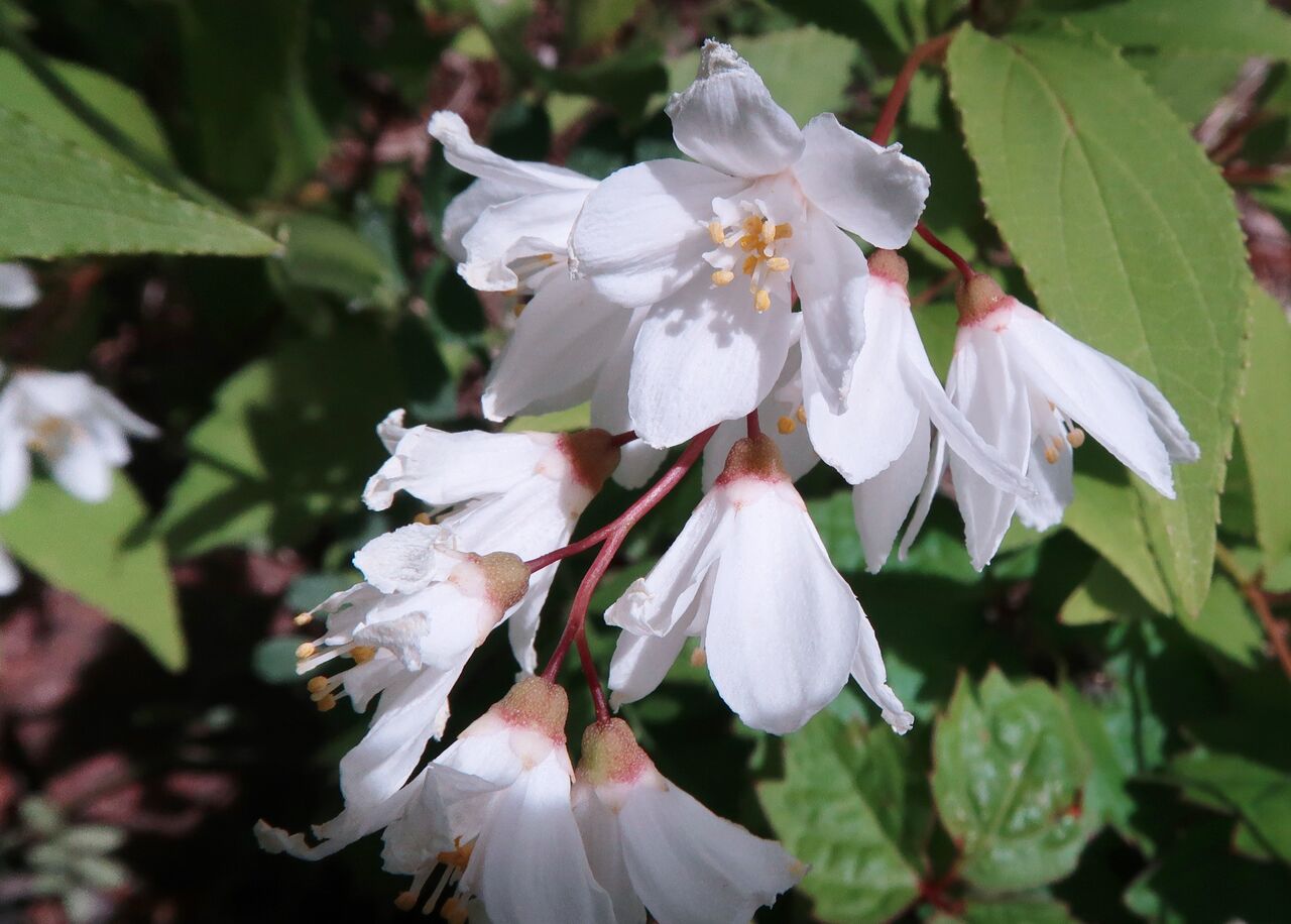 ヒメウツギ ま いいか