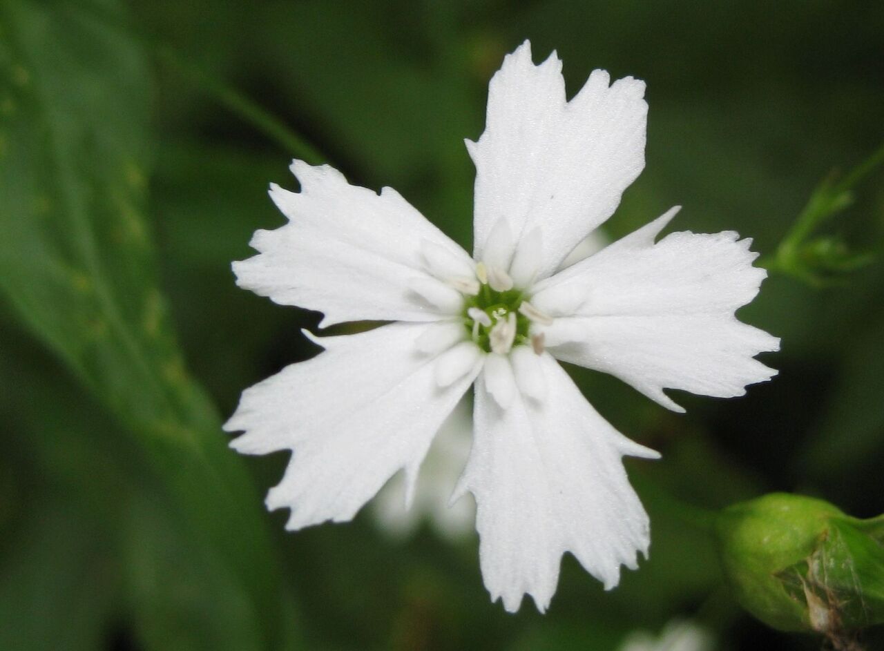 センジュガンピ ま いいか