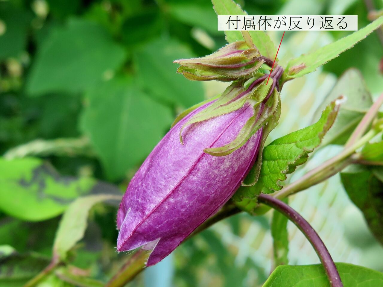 ホタルブクロ ま いいか