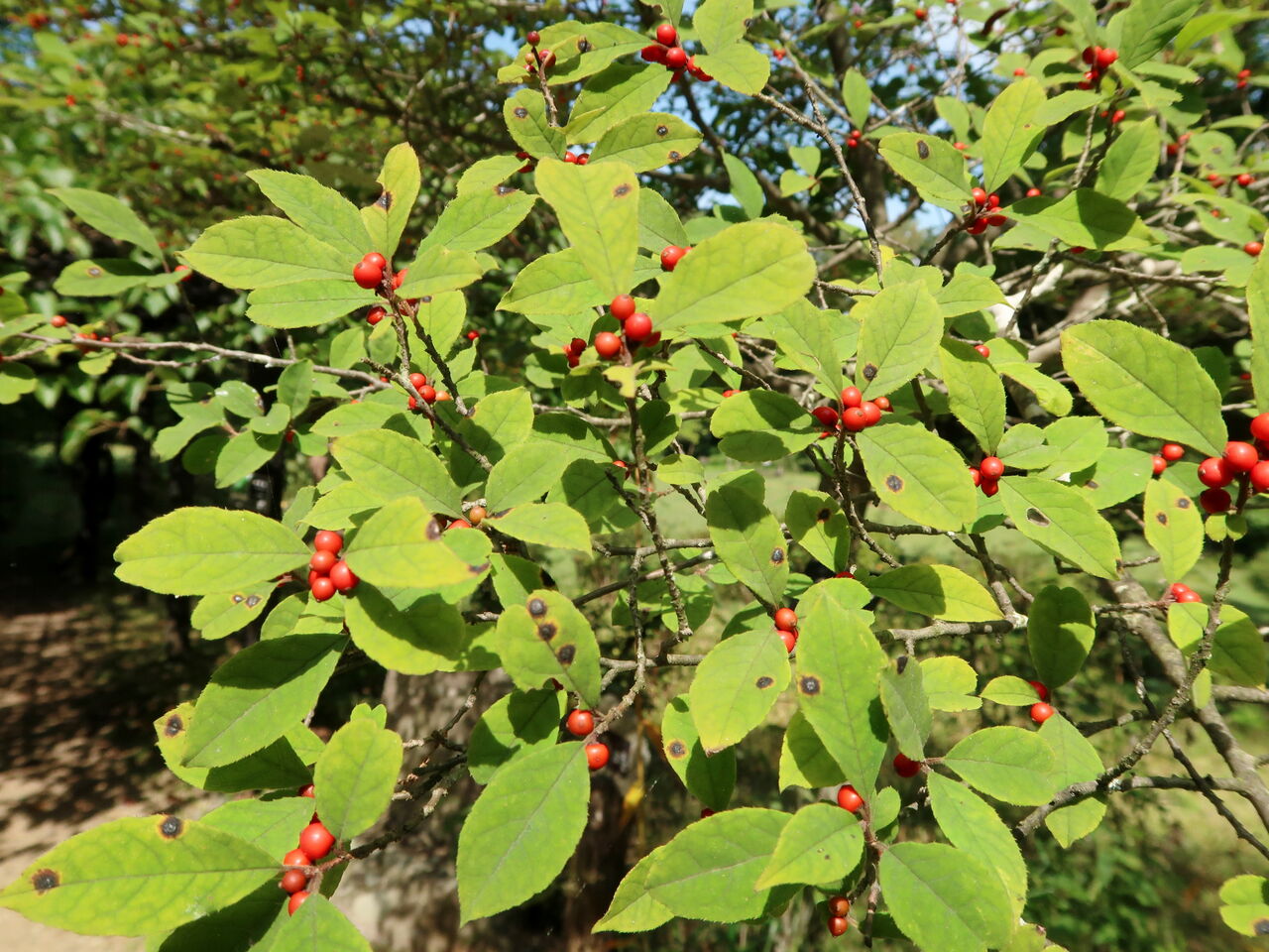 ウメモドキ ま いいか