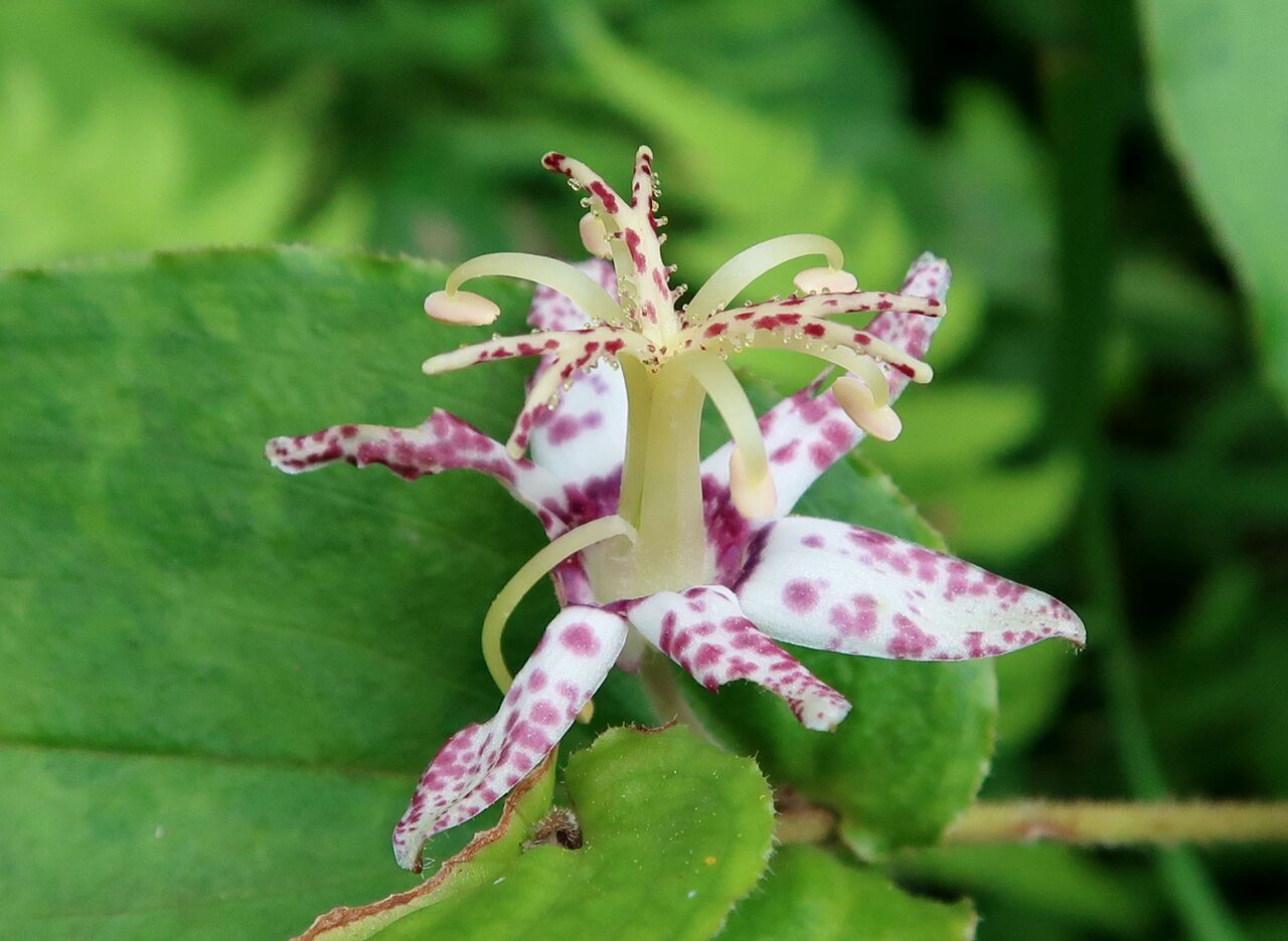 ヤマジノホトトギス ま いいか