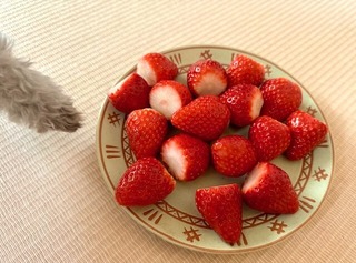 とちおとめ🍓