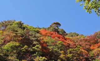 吹割紅葉