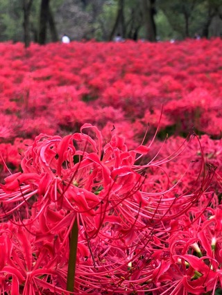 曼珠沙華