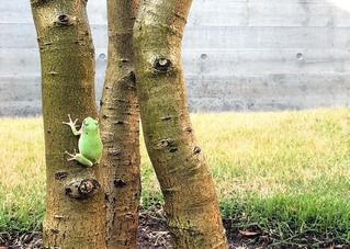 けろっぴ