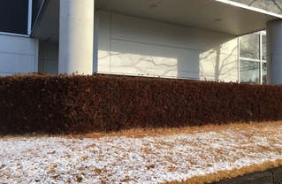 うっすら雪