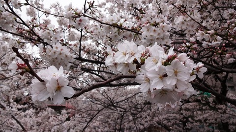 2013 桜2