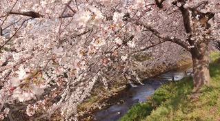 2015桜A