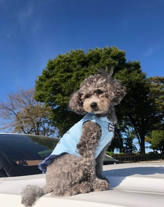 さくら車上
