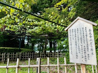 ブドウの木