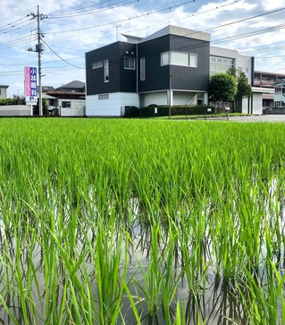 田植え