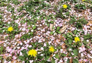 桜散る