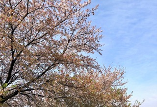 桜　ピーク過ぎ