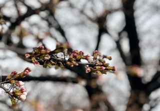 開花寸前