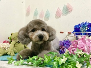 さくら2018-6
