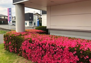 さつき②