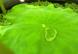 Drop