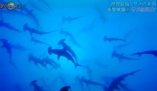 ハンマーリバー
