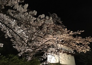 桜ーお濠