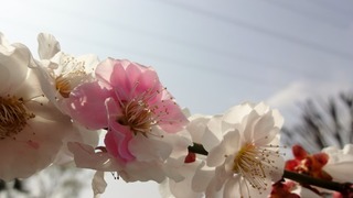 梅の花