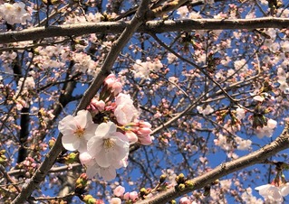 2020開花