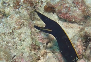 ハナヒゲウツボyg