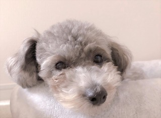 さくら近影