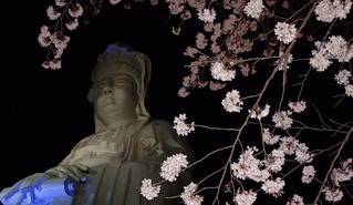 2016桜&白衣観音
