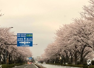 さくら街道