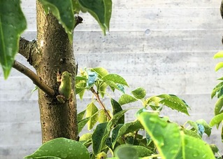 庭のカエル
