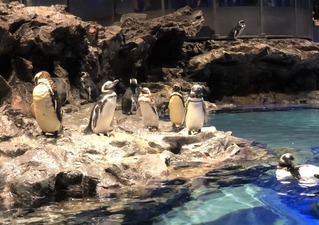 すみだ水族館