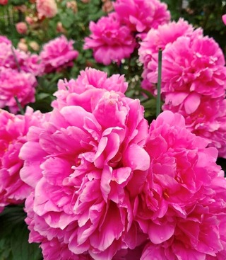 芍薬