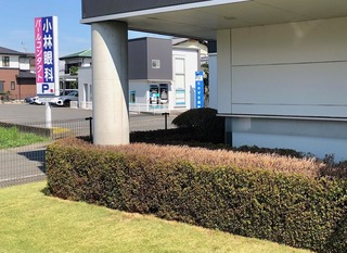 さつき剪定