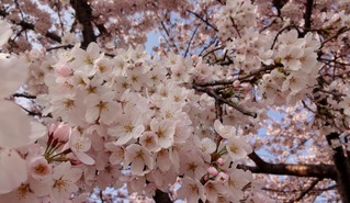 2015桜C