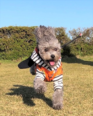 さくら走る