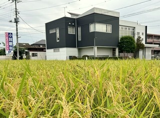実るほど