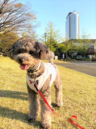 さく散歩