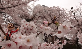 2016桜①
