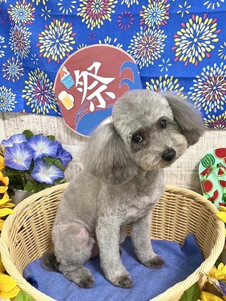 サマーカット