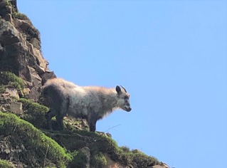 ニホンカモシカ