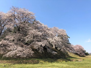 sakura