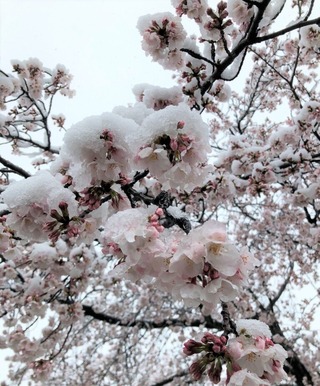 雪隠し