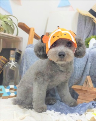ニモさくら
