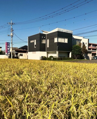 稲穂
